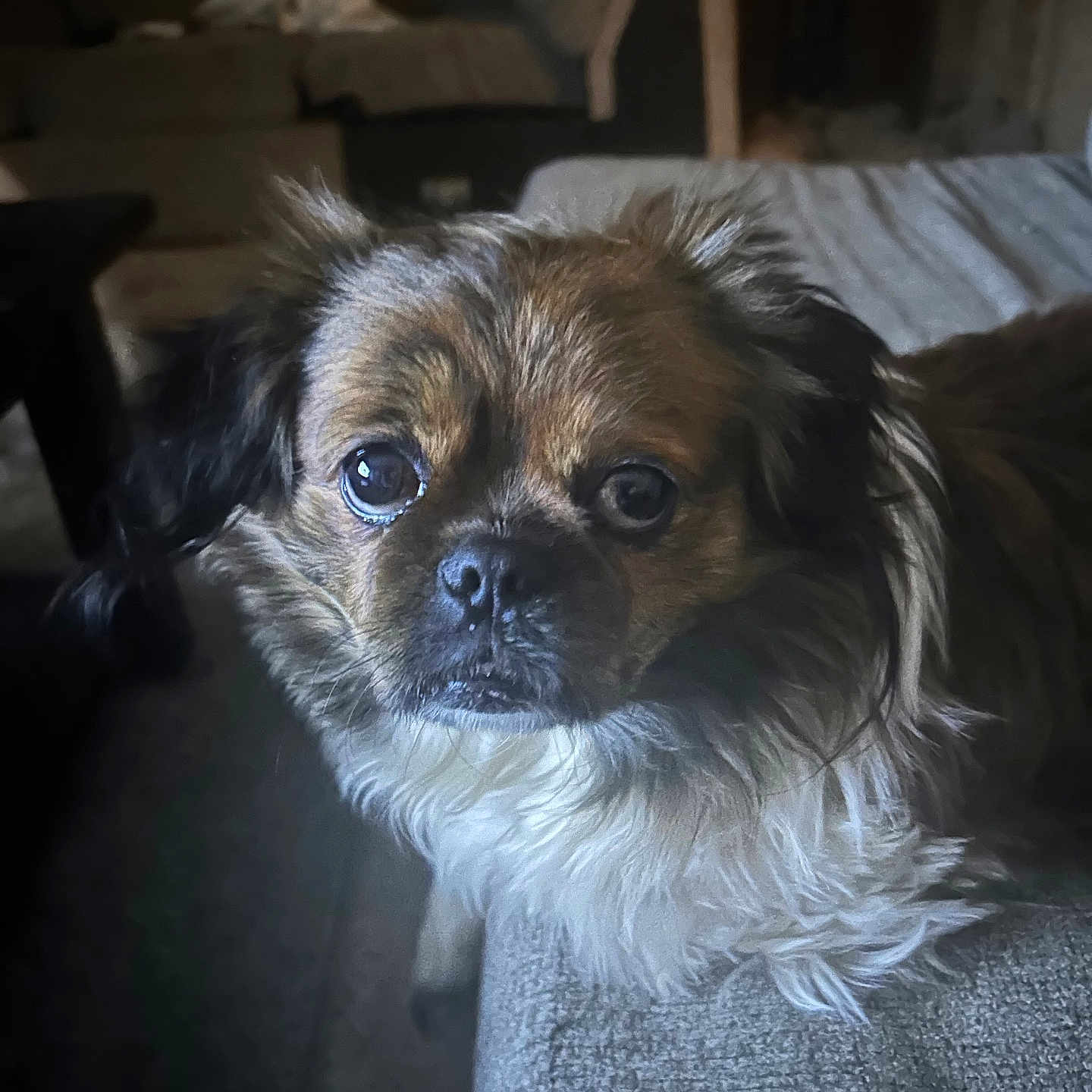 Toby is registered to the contest to win money with this photo: animal, brown, canine, companion, couch, cozy, cute, dog, domestic, eyes, face, fur, furry, home, indoor, looking, pet, portrait, resting, white