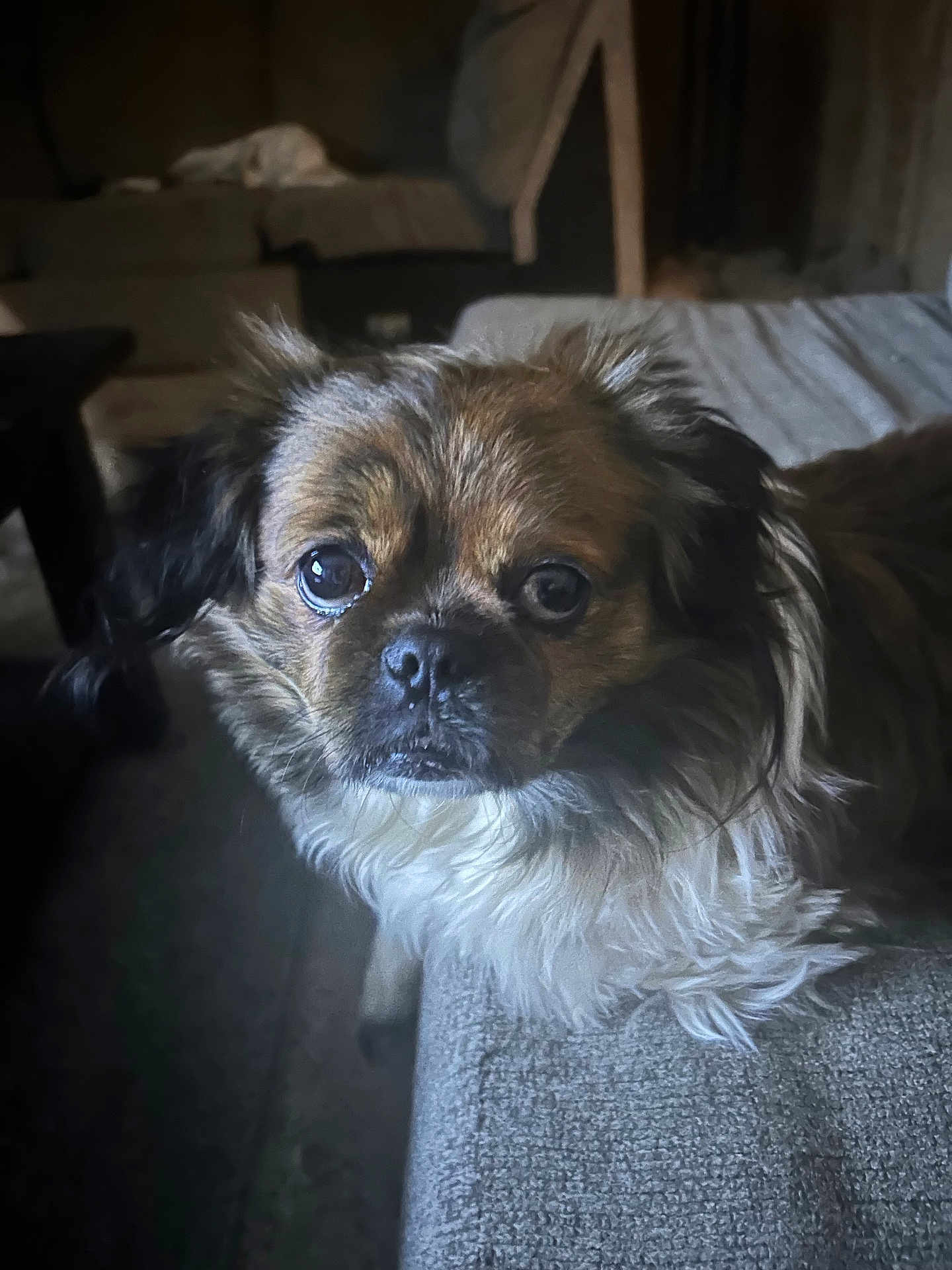 Toby
