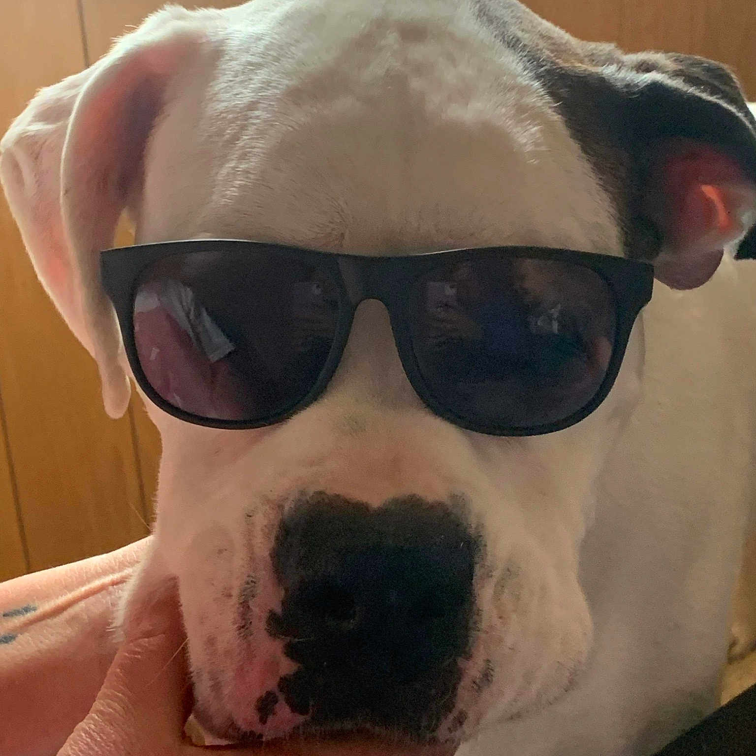 Ricco