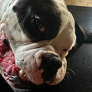 Deago Lorenzo is registered to the contest to win money with this photo: bulldog, dog, close_up, pet, animal, playful, tongue, mouth, black_patch, white_fur, nose, whiskers, indoor, floor, fur, canine, expression, snout, head, laying_down