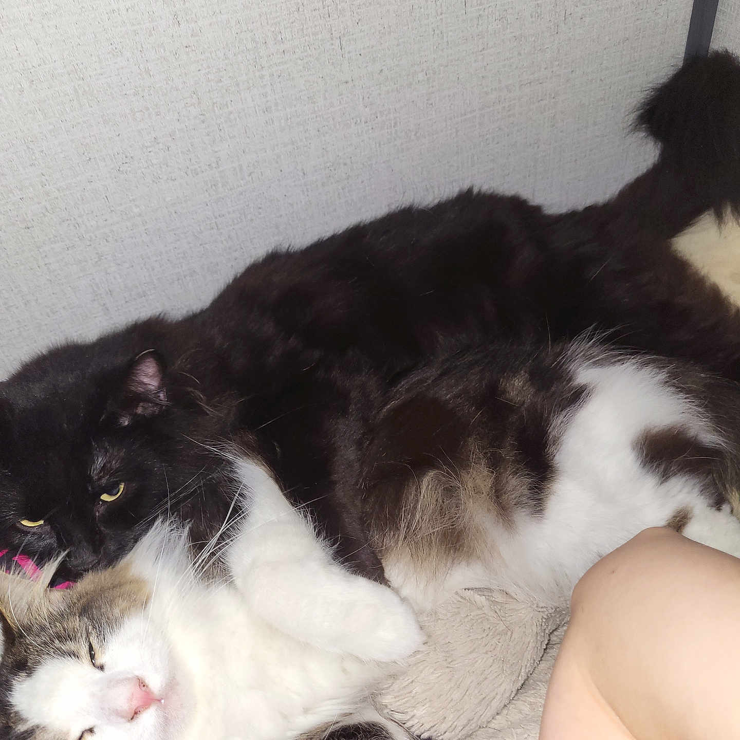 Ozzy And Smoke