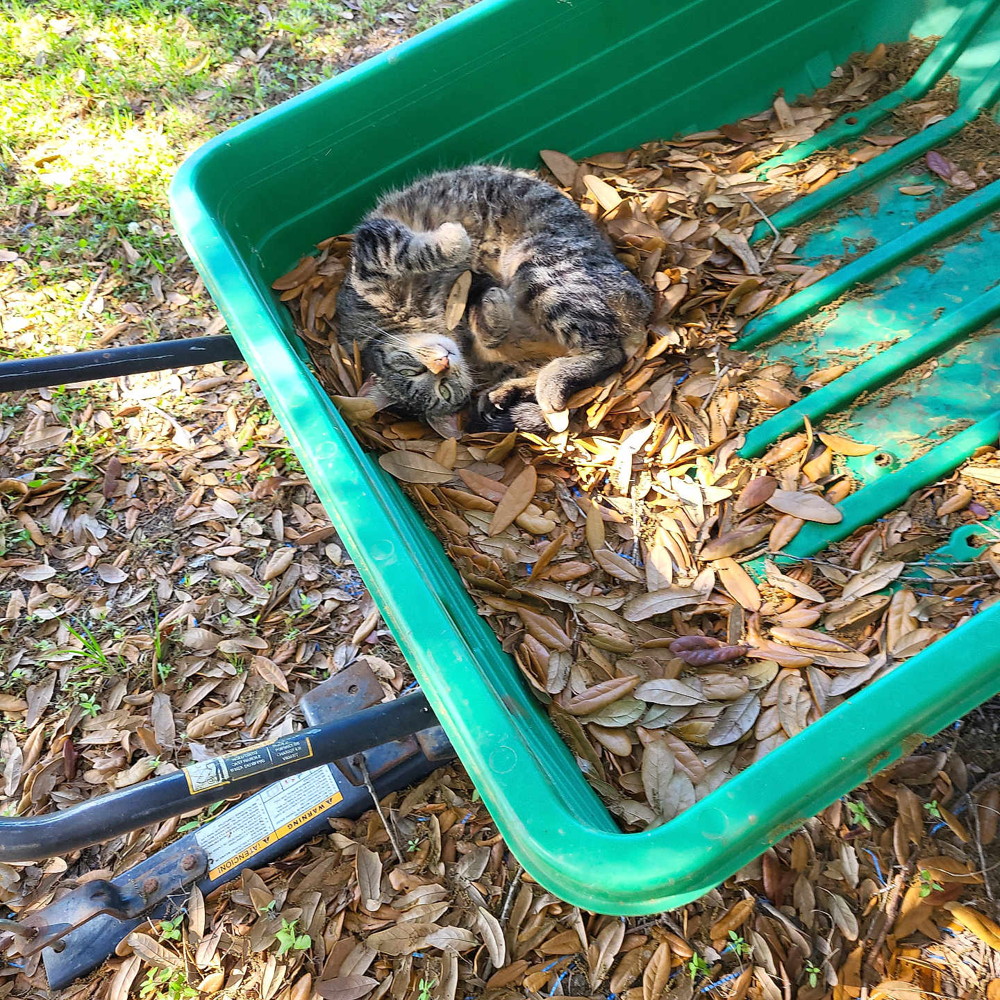 Emma is registered to the contest to win money with this photo: animal, canine, carriage, cat, grass, kitten, manx, nature, outdoors, pet, plant, pottedplant, slate, soil, transportation, vehicle, wagon, wheelbarrow, wood, yard