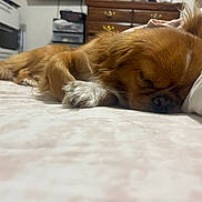 Ellie joined the competition — help win amazing prizes! bed, brown, canine, closeup, cozy, dog, drawer, fluffy, furniture, home, indoor, napping, paw, pet, relaxing, rest, sleeping, storage, tail, white
