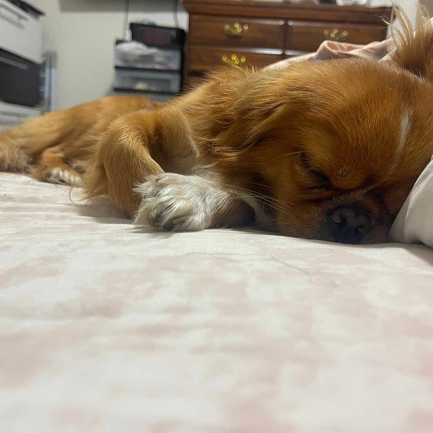 Ellie joined the competition — help win amazing prizes! bed, brown, canine, closeup, cozy, dog, drawer, fluffy, furniture, home, indoor, napping, paw, pet, relaxing, rest, sleeping, storage, tail, white