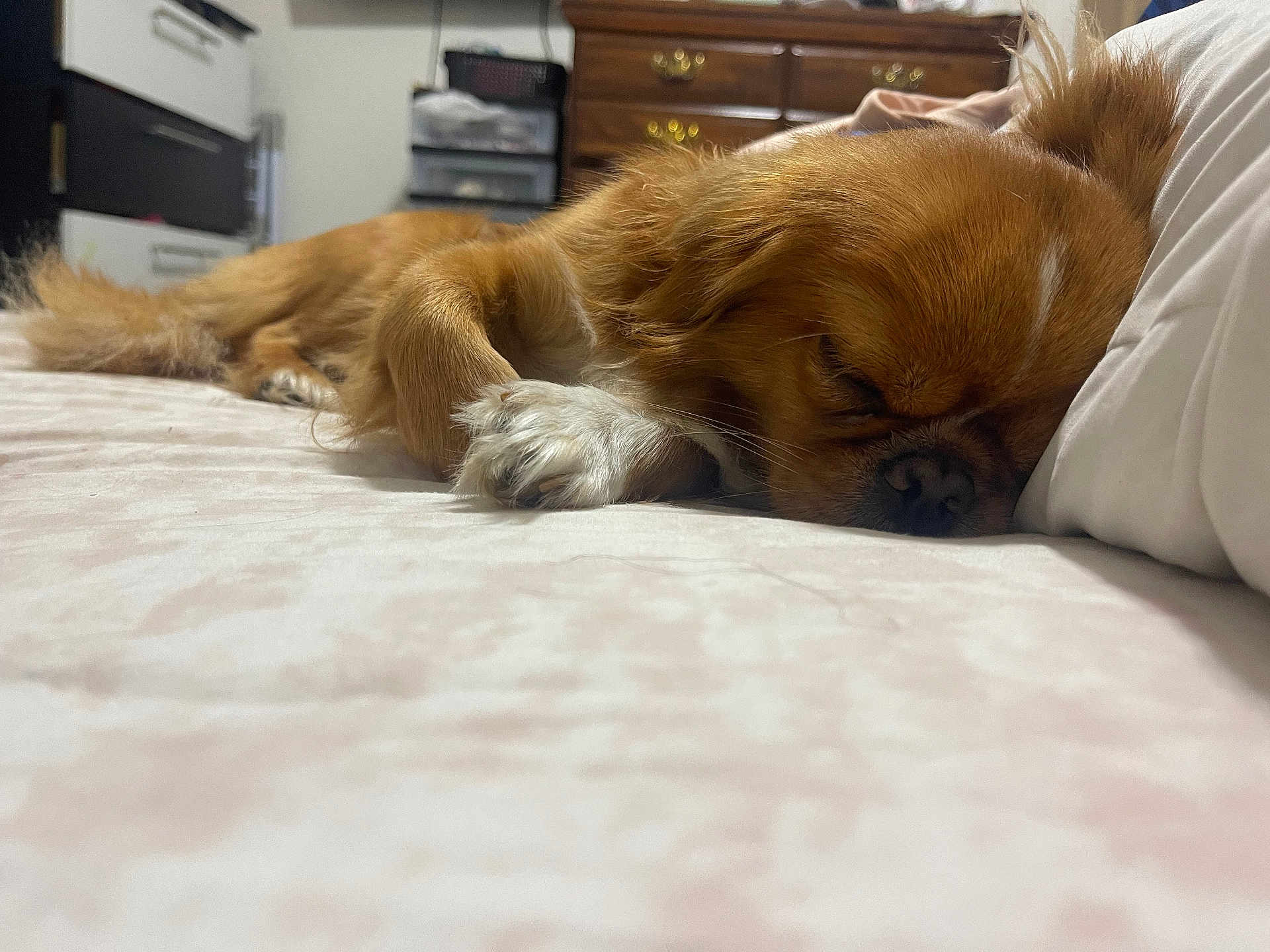 Ellie
