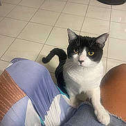 Rosie is registered to the contest to win money with this photo: affectionate, animal, black_and_white, casual, cat, curious, domestic_cat, floor, fur, home, indoor, knee, looking_up, paw, person, pet, seated, tile_floor, whiskers, yellow_eyes
