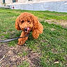 dog, curly_hair, leash, grass, outdoor, building, playful, pet, canine, tongue_out, reddish_coat, grass_patch, sidewalk, urban, animal, cute, friendly, fur, walking, ground