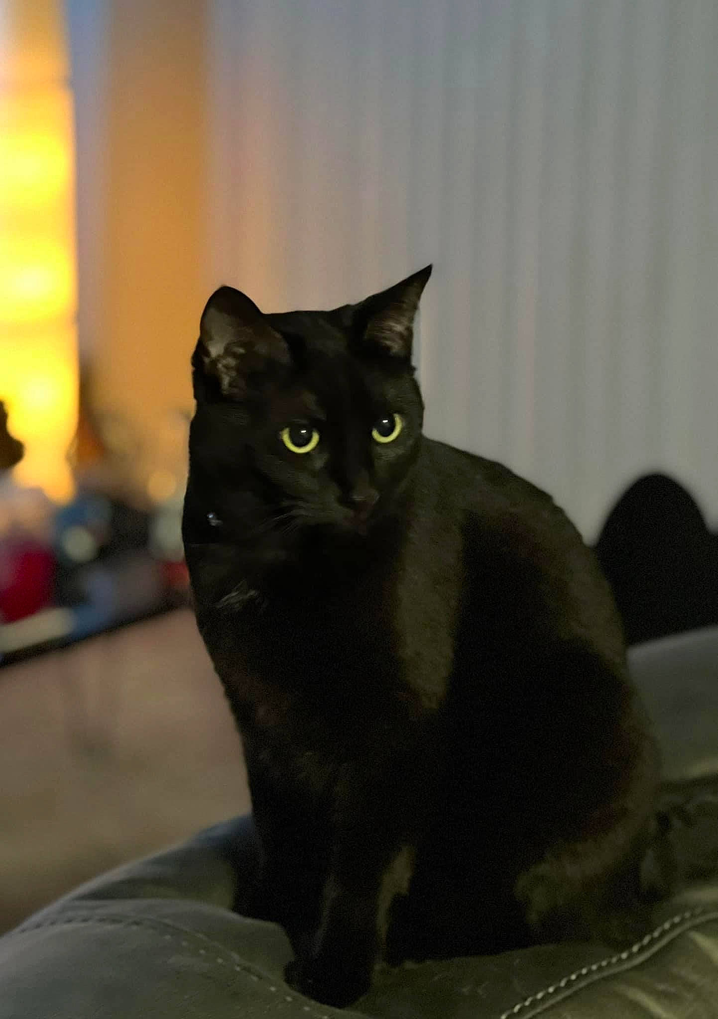 Caroline is registered to the contest to win money with this photo: carnivore, cat, domestic_short_haired_cat, felidae, grey, small_to_medium_sized_cats, snout, whiskers, window