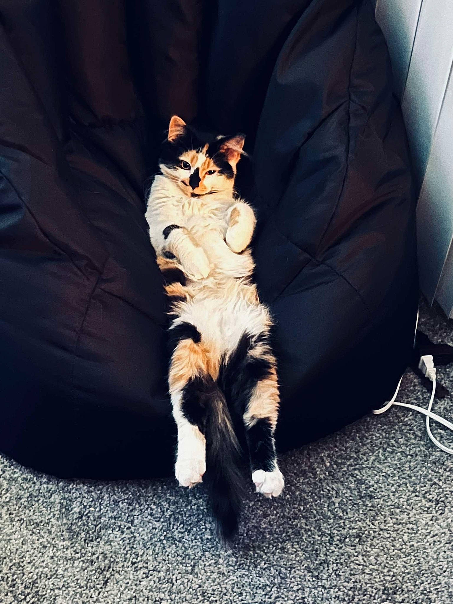 Hazel Jane is registered to the contest to win money with this photo: carnivore, cat, comfort, companion_dog, couch, darkness, felidae, fur, hat, human_leg, lap, paw, plant, sitting, small_to_medium_sized_cats, tail, thigh, tints_and_shades, tree, whiskers