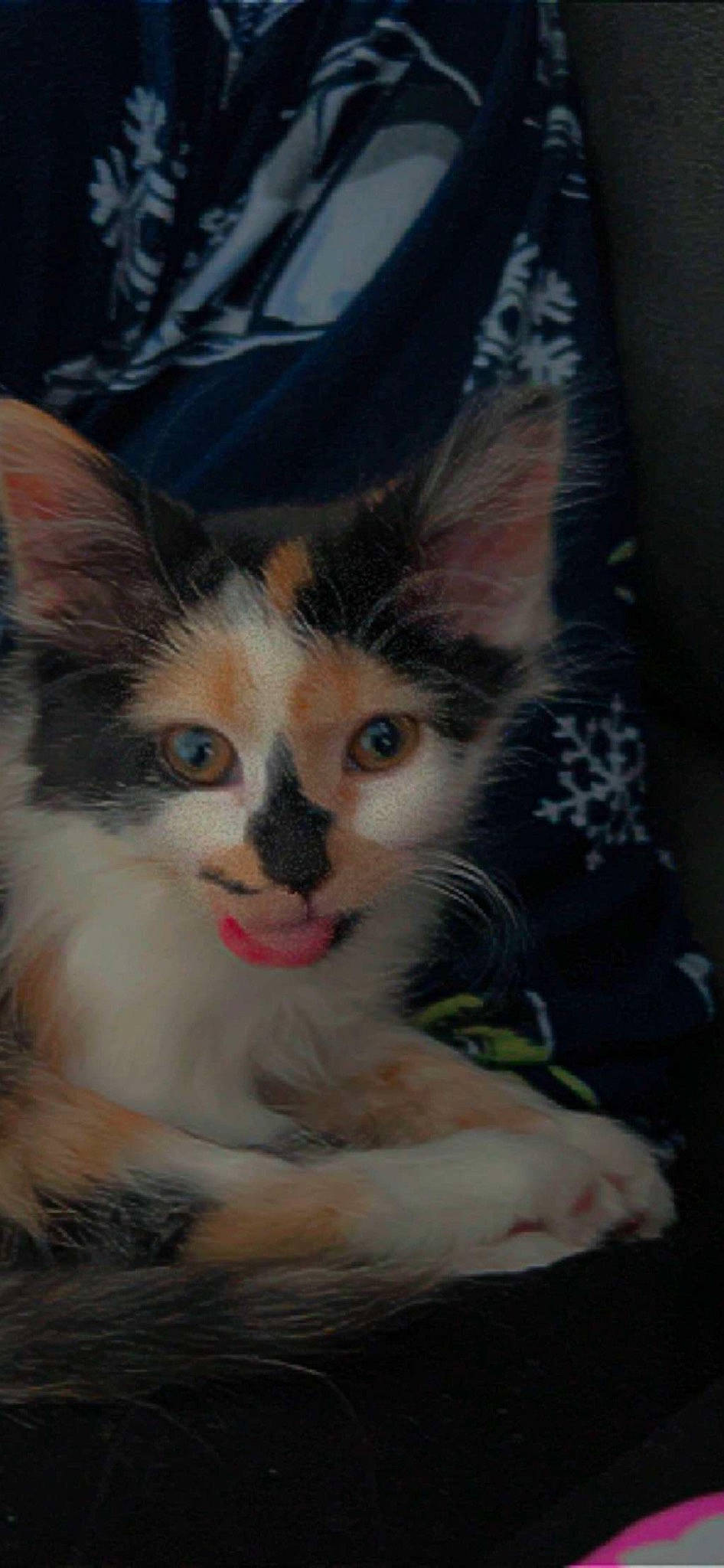 Hazel Jane is registered to the contest to win money with this photo: art, carnivore, cat, domestic_short_haired_cat, felidae, fur, paint, paw, small_to_medium_sized_cats, snout, terrestrial_animal, tree, visual_arts, whiskers, window