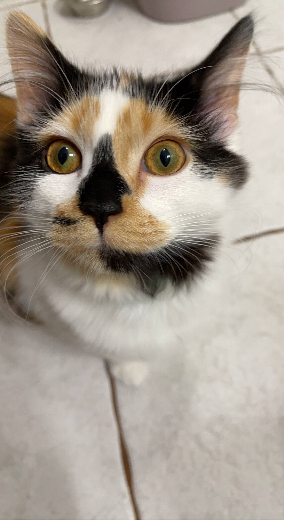 Hazel Jane joined the competition — help win amazing prizes! box, carnivore, cat, collar, domestic_short_haired_cat, door, fawn, felidae, fur, paw, small_to_medium_sized_cats, snout, tail, terrestrial_animal, whiskers, wildlife, window