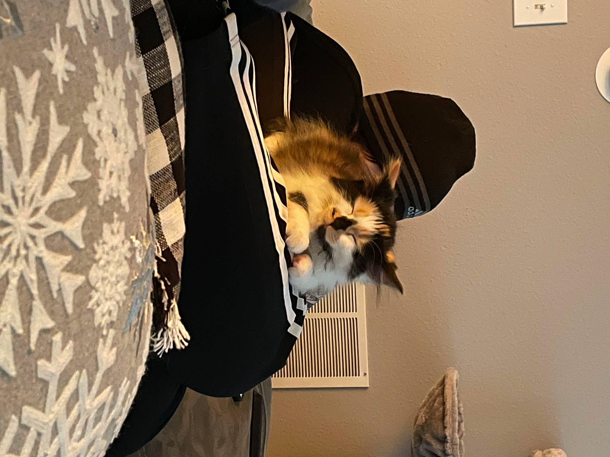 Hazel Jane is registered to the contest to win money with this photo: beard, companion_dog, dog_breed, eyewear, facial_hair, fashion_accessory, feather, felidae, fur, fur_clothing, headgear, room, shadow, small_to_medium_sized_cats, sunglasses, tail, tree, whiskers, window, wood