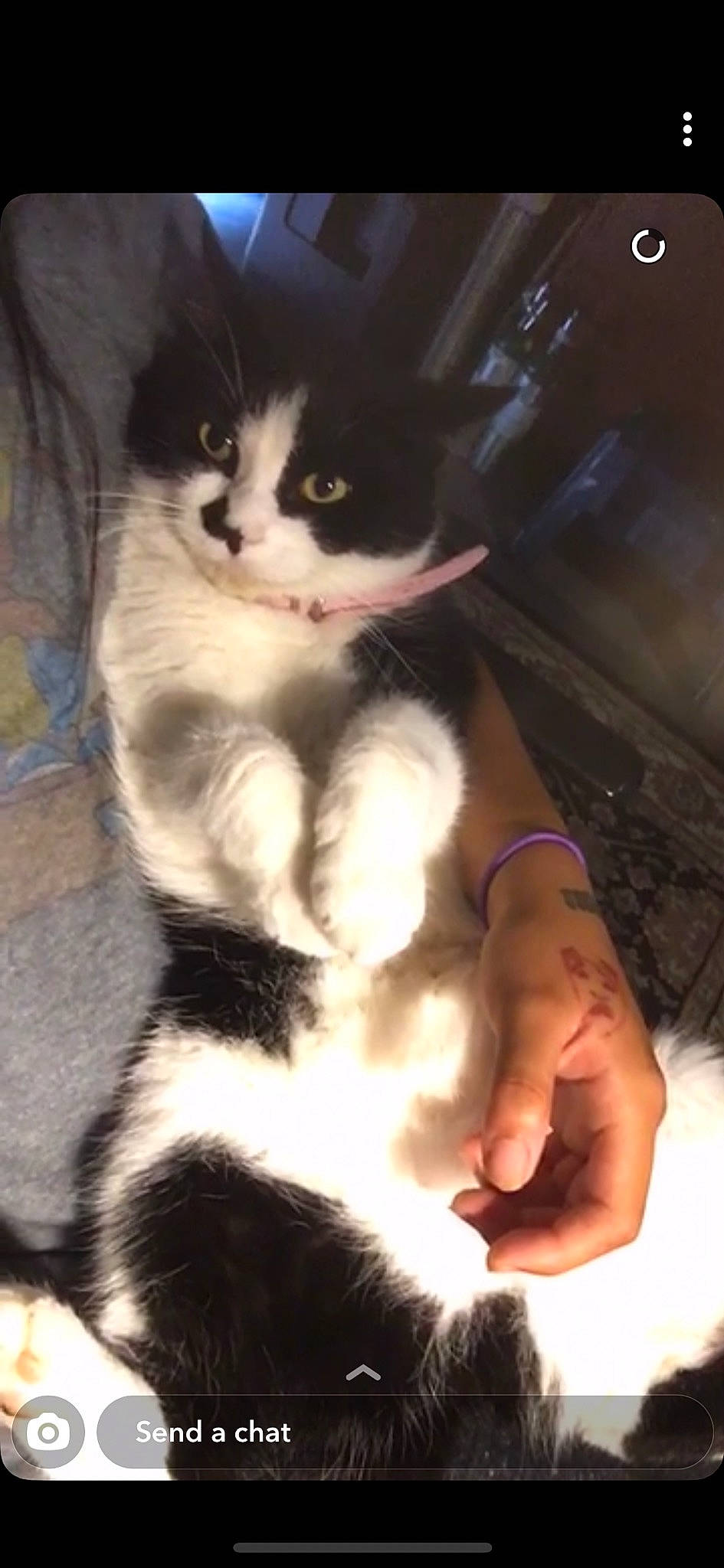 Jill is registered to the contest to win money with this photo: carnivore, cat, claw, domestic_short_haired_cat, felidae, finger, foot, fur, gesture, hand, nail, paw, photo_caption, sitting, small_to_medium_sized_cats, snout, tail, thumb, whiskers