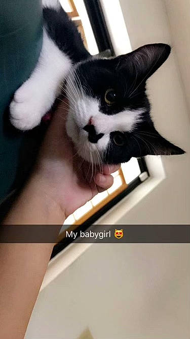 Jill is registered to the contest to win money with this photo: box, carnivore, cat, domestic_short_haired_cat, eyelash, felidae, font, fur, gadget, gesture, output_device, paw, photo_caption, small_to_medium_sized_cats, square, whiskers