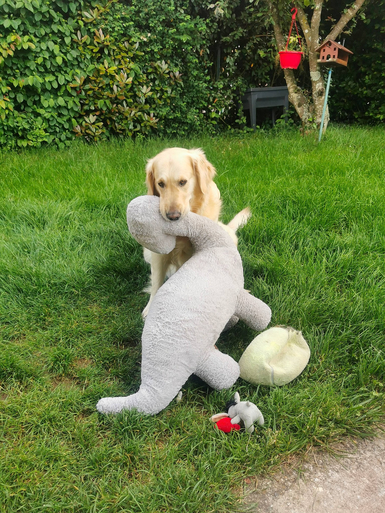 Olya participe au concours pour gagner de l'argent avec cette photo : canidae, carnivore, companion_dog, dog, dog_breed, fawn, garden, grass, groundcover, lawn, plant, plush, shrub, sporting_group, stuffed_toy, tail, toy, tree, working_animal, yard