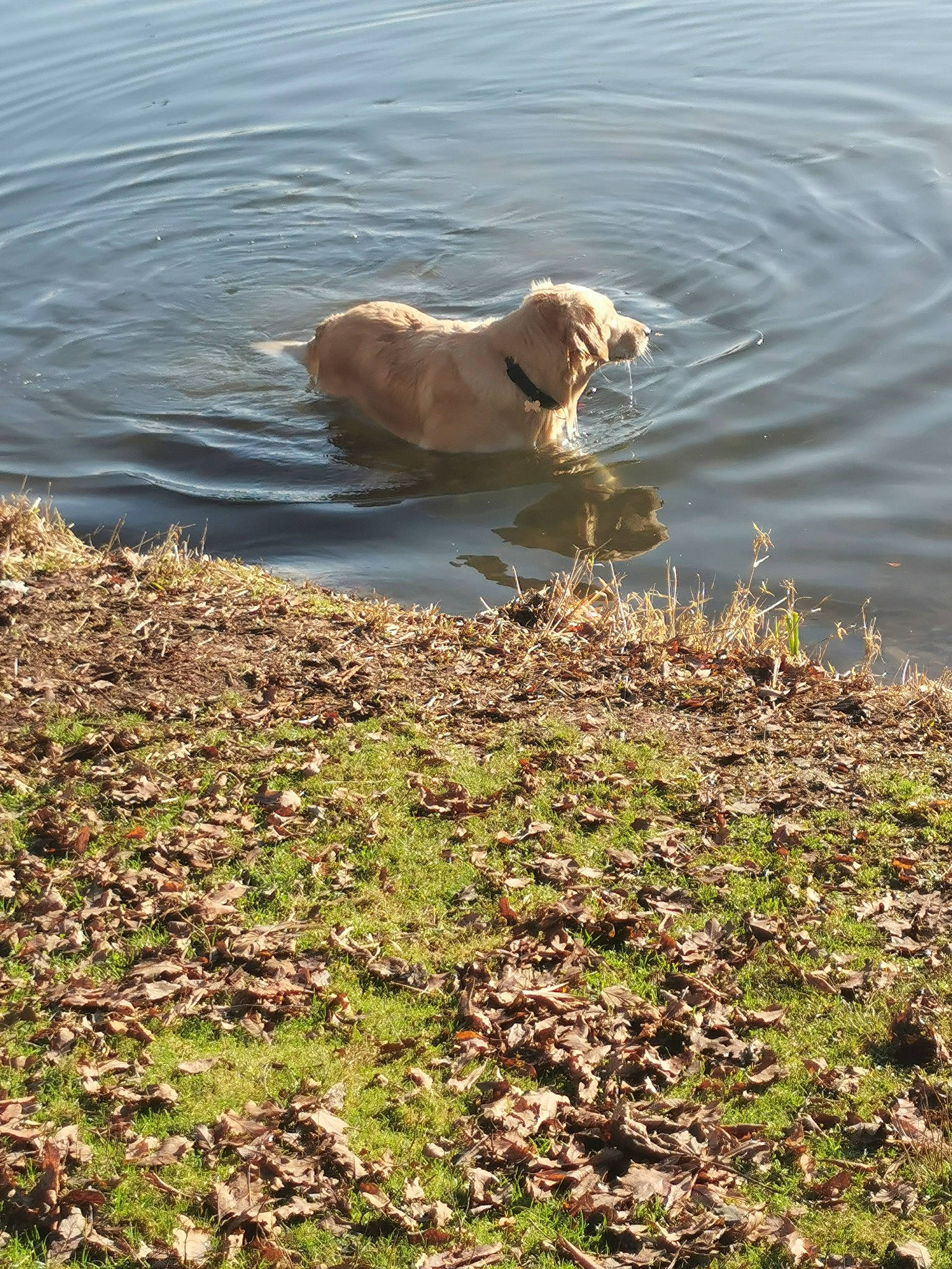Olya a rejoint le concours — aidez-le/la à gagner de superbes lots ! bank, body_of_water, carnivore, companion_dog, dog, dog_breed, fawn, grass, gun_dog, lake, liquid, plant, reservoir, retriever, soil, sporting_group, tail, water, wildlife, working_animal