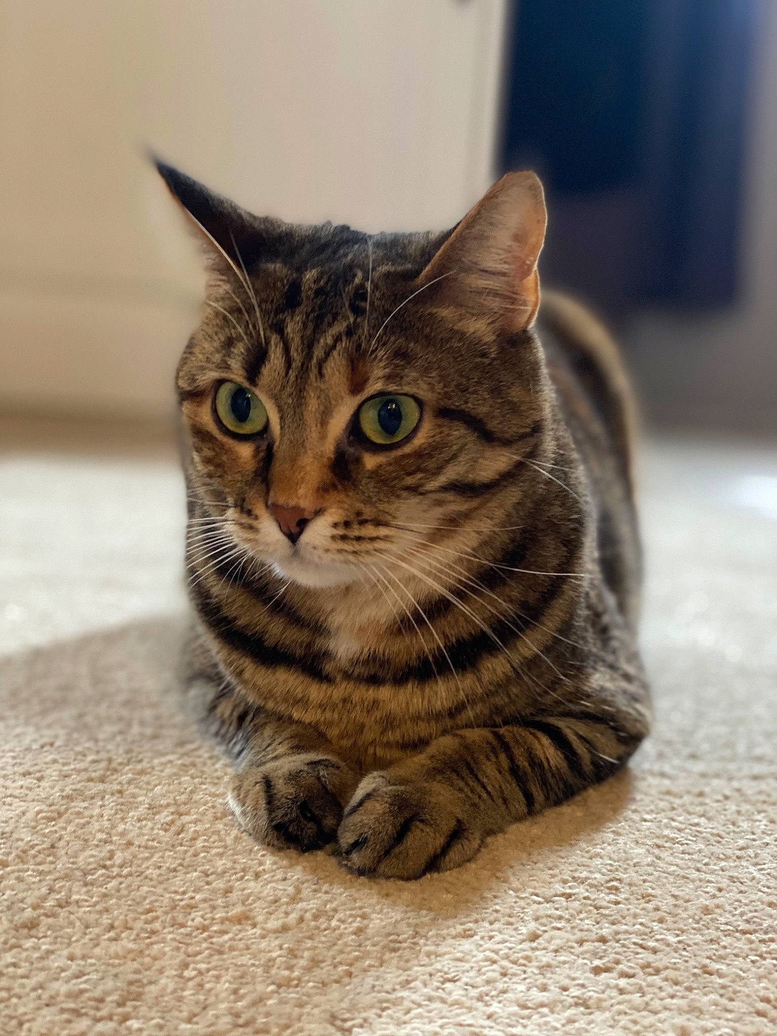 Ola a rejoint le concours — aidez-le/la à gagner de superbes lots ! carnivore, cat, domestic_short_haired_cat, door, felidae, flooring, fur, grey, paw, sitting, small_to_medium_sized_cats, snout, terrestrial_animal, whiskers, window, wood