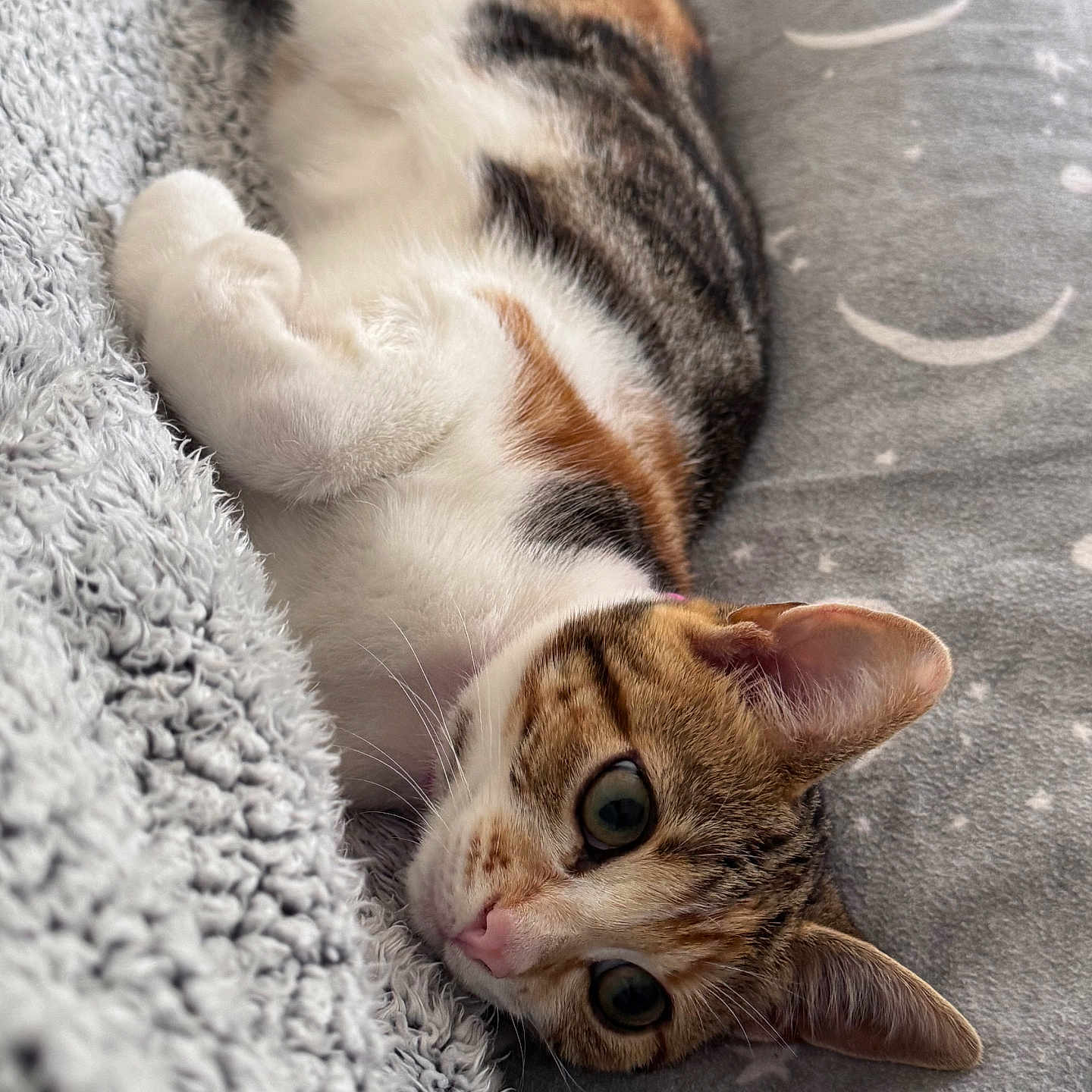 Mila joined the competition — help win amazing prizes! abyssinian, animal, blanket, cat, couch, furniture, kitten, manx, person, pet, siamese, sleeping