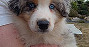Blue a rejoint le concours — aidez-le/la à gagner de superbes lots ! puppy, dog, blue_eyes, fluffy, person, arm, hand, outdoor, garden, grass, rocks, sky, cloudy, nature, pet, cute, animal, close_up, holding, portrait