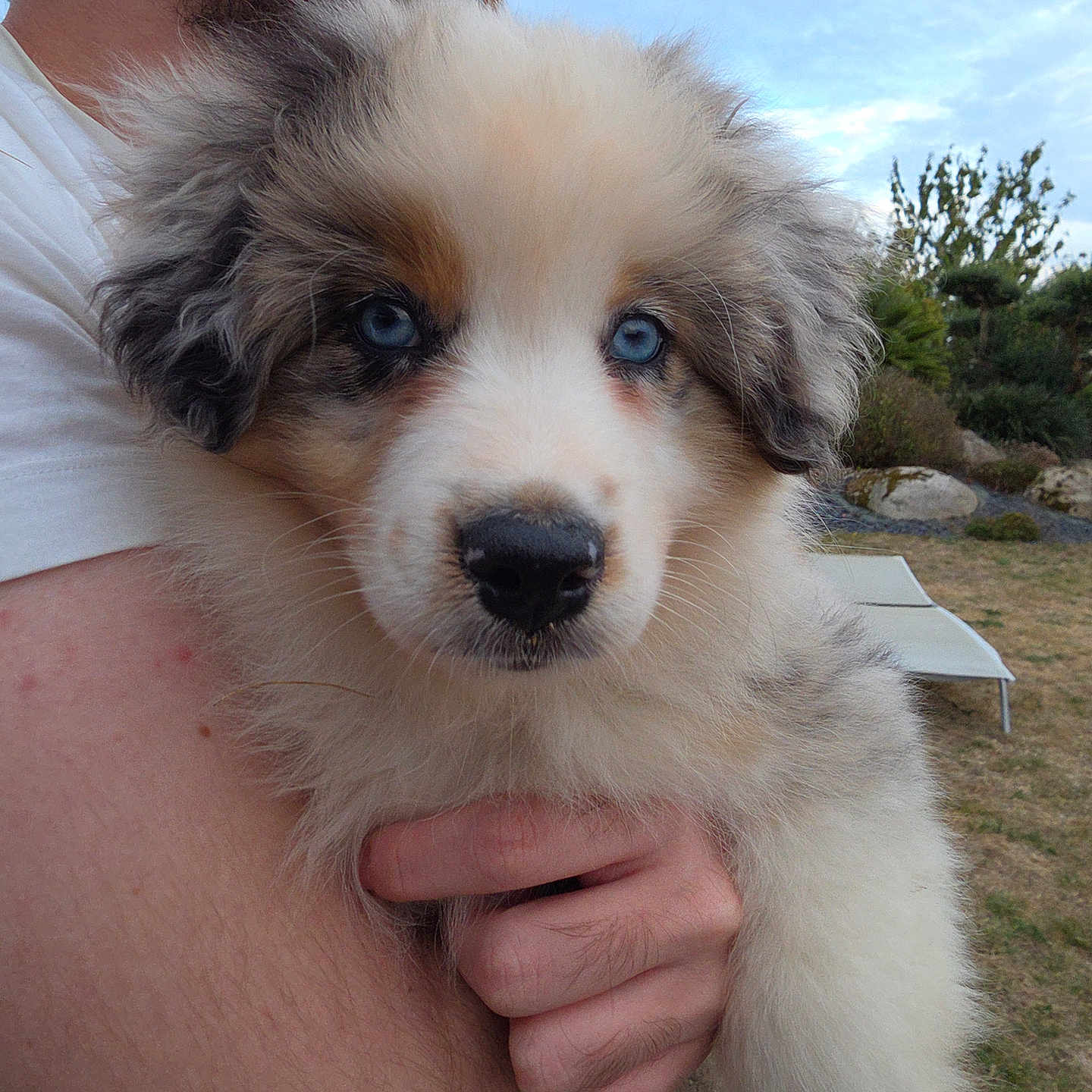 Blue a rejoint le concours — aidez-le/la à gagner de superbes lots ! puppy, dog, blue_eyes, fluffy, person, arm, hand, outdoor, garden, grass, rocks, sky, cloudy, nature, pet, cute, animal, close_up, holding, portrait