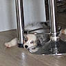 puppy, dog, floor, metal, chair_legs, wooden_floor, pet, indoor, curious, resting, hiding, animal, young_dog, blurred, grainy, cute, small, domestic, furniture, legs