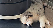 Blue a rejoint le concours — aidez-le/la à gagner de superbes lots ! adorable, animal, appliance, black, brown, cozy, cute, dog, floor, fur, indoor, paw, pet, puppy, relaxed, resting, sleeping, small, stone_wall, white