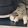 Blue a rejoint le concours — aidez-le/la à gagner de superbes lots ! puppy, dog, sleeping, fur, floor, stone_wall, appliance, black, white, brown, cute, pet, indoor, cozy, relaxed, animal, small, paw, resting, adorable