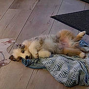 Blue participe au concours pour gagner de l'argent avec cette photo : animal, blanket, cozy, cute, dog, domestic_animal, floor, fur, home, indoor, lying_down, lying_on_back, paw, pet, puppy, relaxed, resting, small_dog, wooden_floor, young_dog