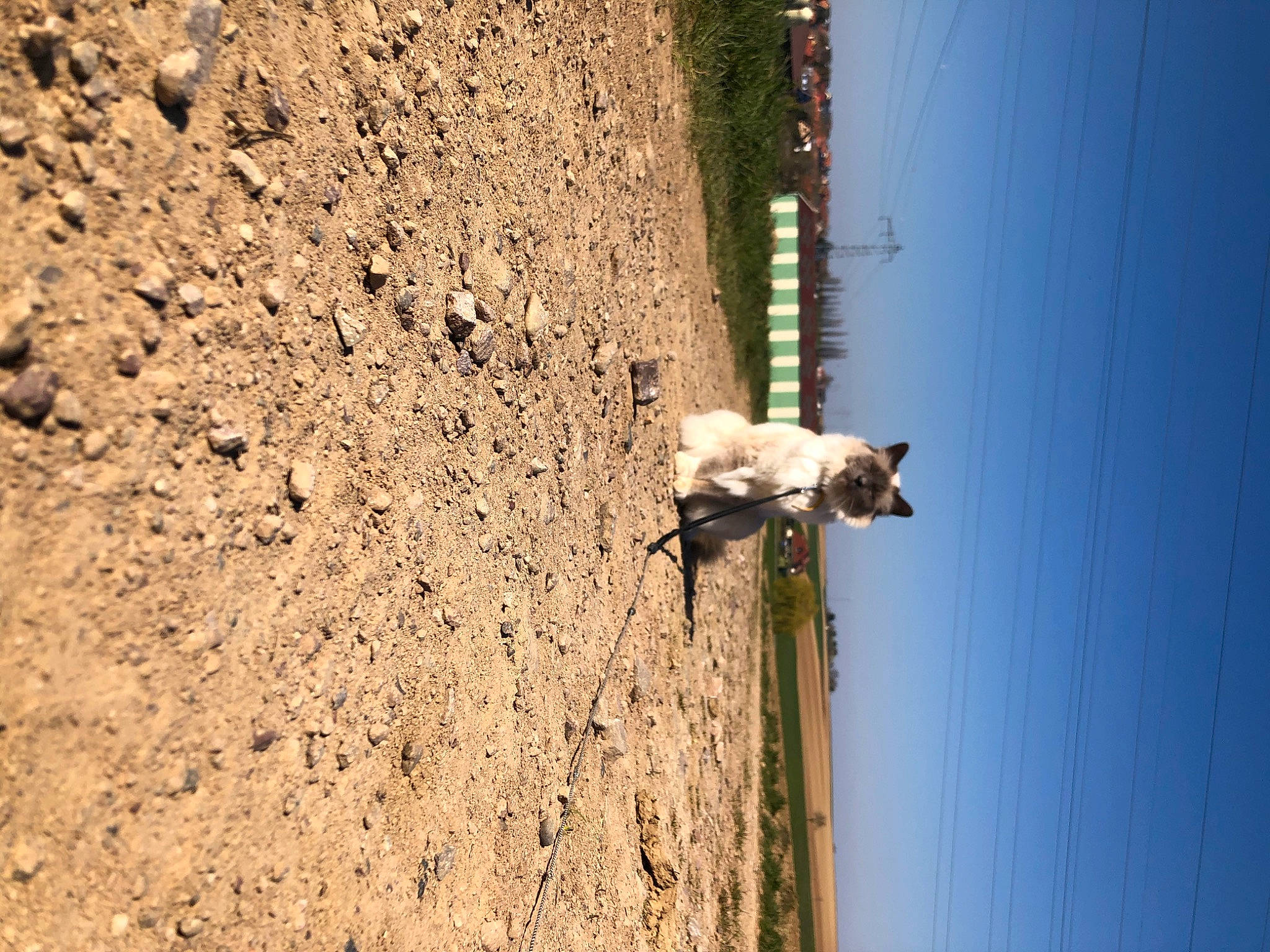 Liam participe au concours pour gagner de l'argent avec cette photo : fawn, tree, wall, wood