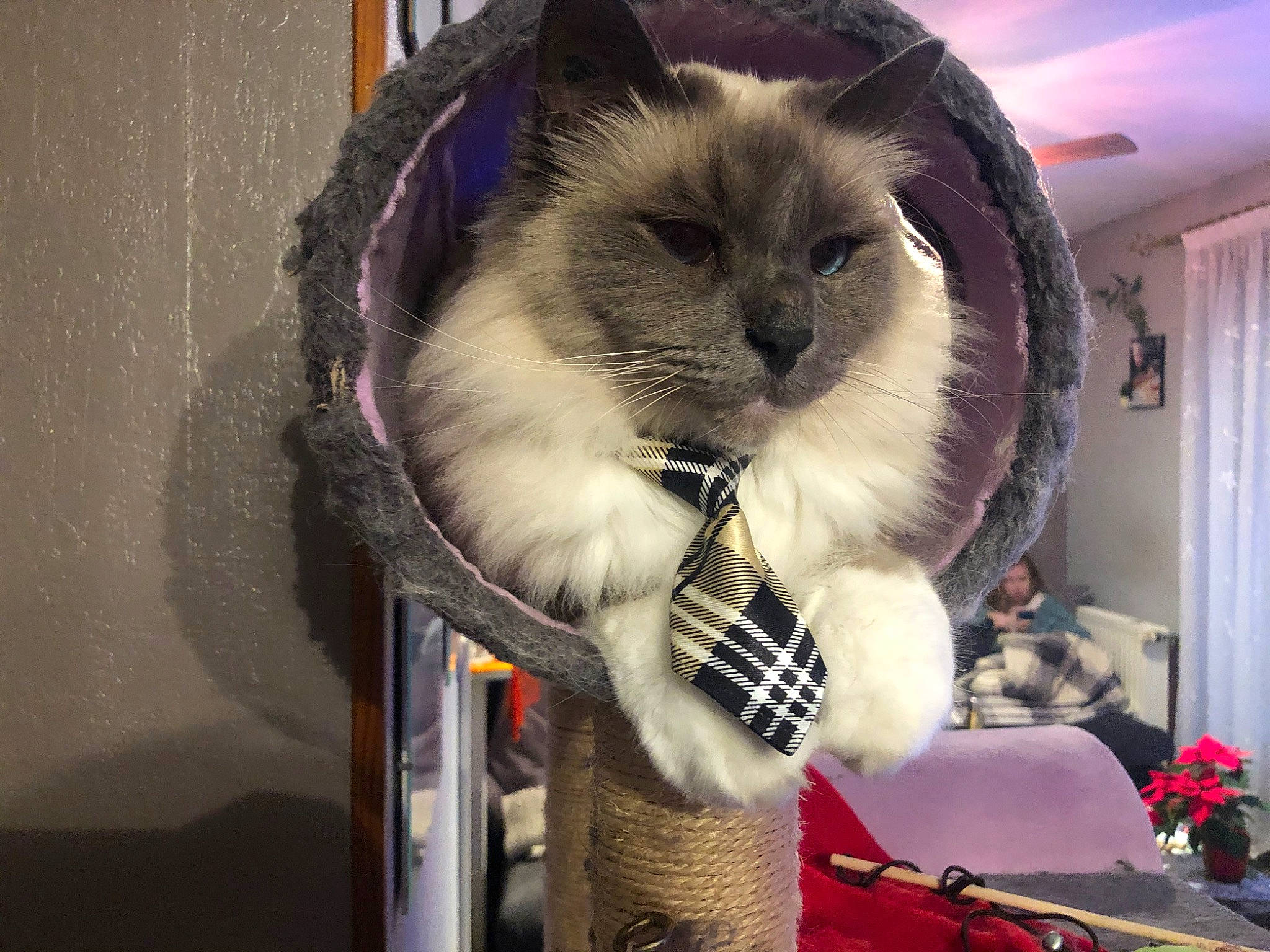 Liam a rejoint le concours — aidez-le/la à gagner de superbes lots ! balinese, birman, carnivore, cat, domestic_long_haired_cat, felidae, fur, mammal, norwegian_forest_cat, ojos_azules, ragdoll, siamese, small_to_medium_sized_cats, tonkinese, whiskers