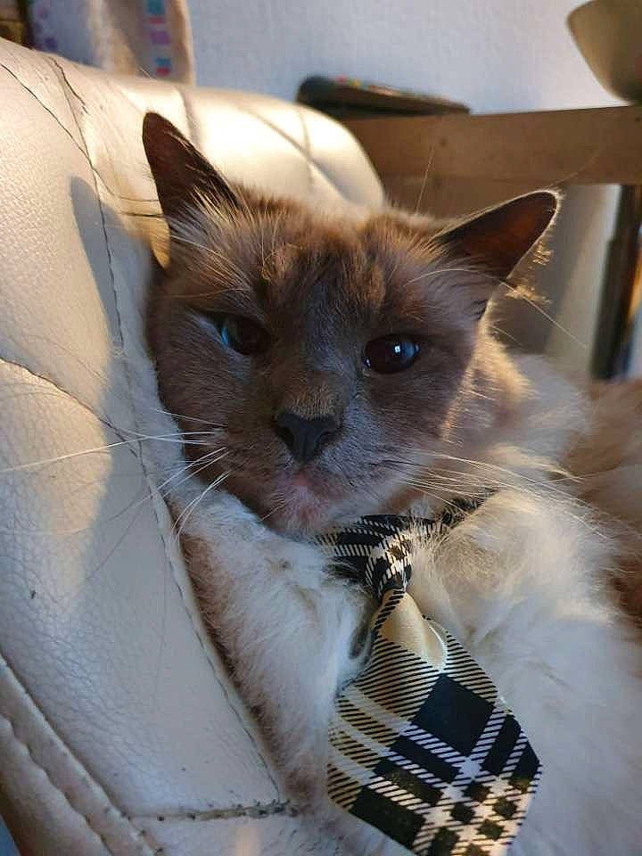 Liam participe au concours pour gagner de l'argent avec cette photo : balinese, birman, burmese, carnivore, cat, colorpoint_shorthair, felidae, himalayan, javanese, kitten, mammal, ojos_azules, ragdoll, siamese, small_to_medium_sized_cats, snout, thai, tonkinese, vertebrate, whiskers