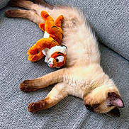 Flash participe au concours pour gagner de l'argent avec cette photo : cat, kitten, siamese, feline, pet, sleeping, nap, plush_toy, stuffed_animal, toy, couch, sofa, fabric_texture, paw, whiskers, indoor, cozy, relaxed, domestic, brown_points