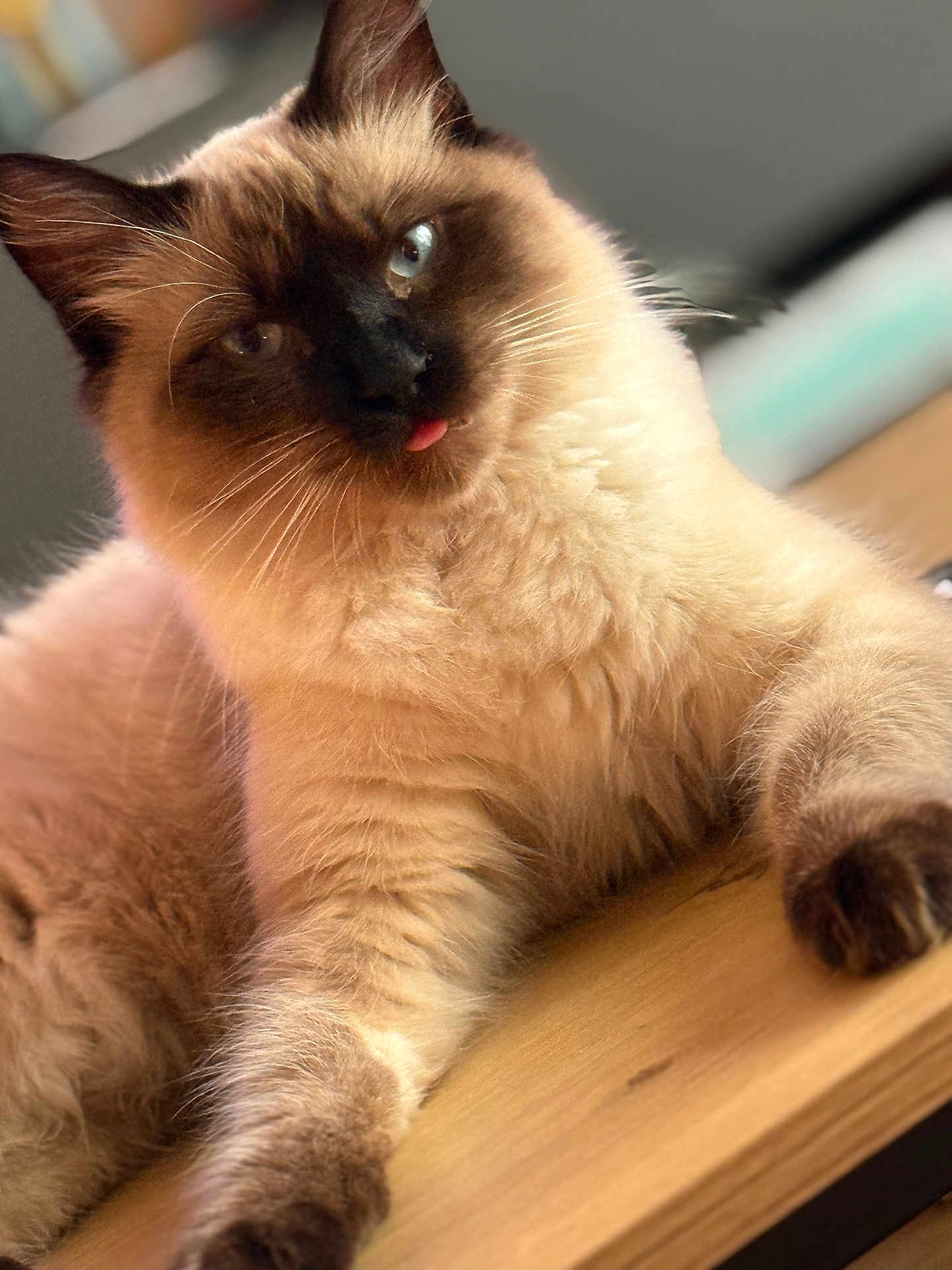 Flash a rejoint le concours — aidez-le/la à gagner de superbes lots ! cat, feline, fluffy, seal_point, tongue_out, blue_eyes, whiskers, paw, fur, close_up, portrait, indoor, wood_surface, relaxed, cute, pet, domestic_animal, soft_light, looking_at_camera, muzzle