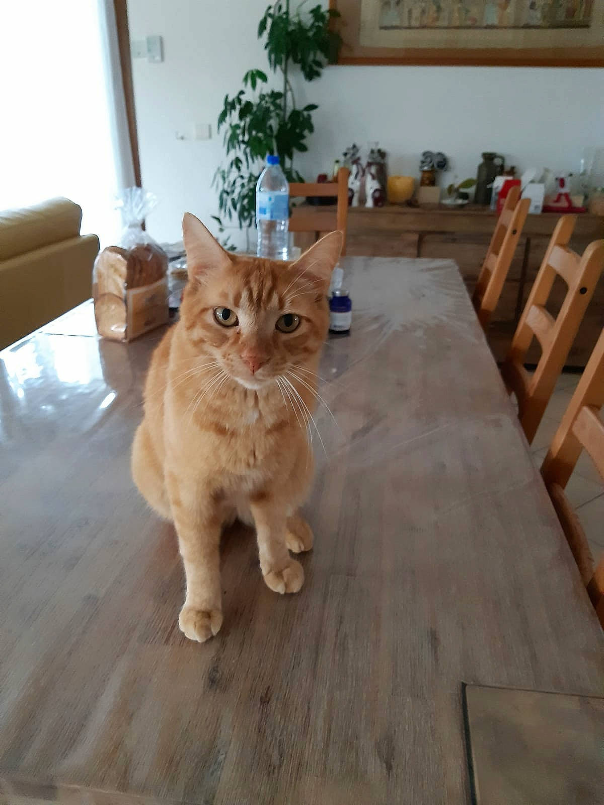 Caramel a rejoint le concours — aidez-le/la à gagner de superbes lots ! carnivore, cat, door, eye, fawn, felidae, floor, flooring, flowerpot, hardwood, houseplant, picture_frame, plant, small_to_medium_sized_cats, snout, tail, tree, whiskers, wood, wood_stain