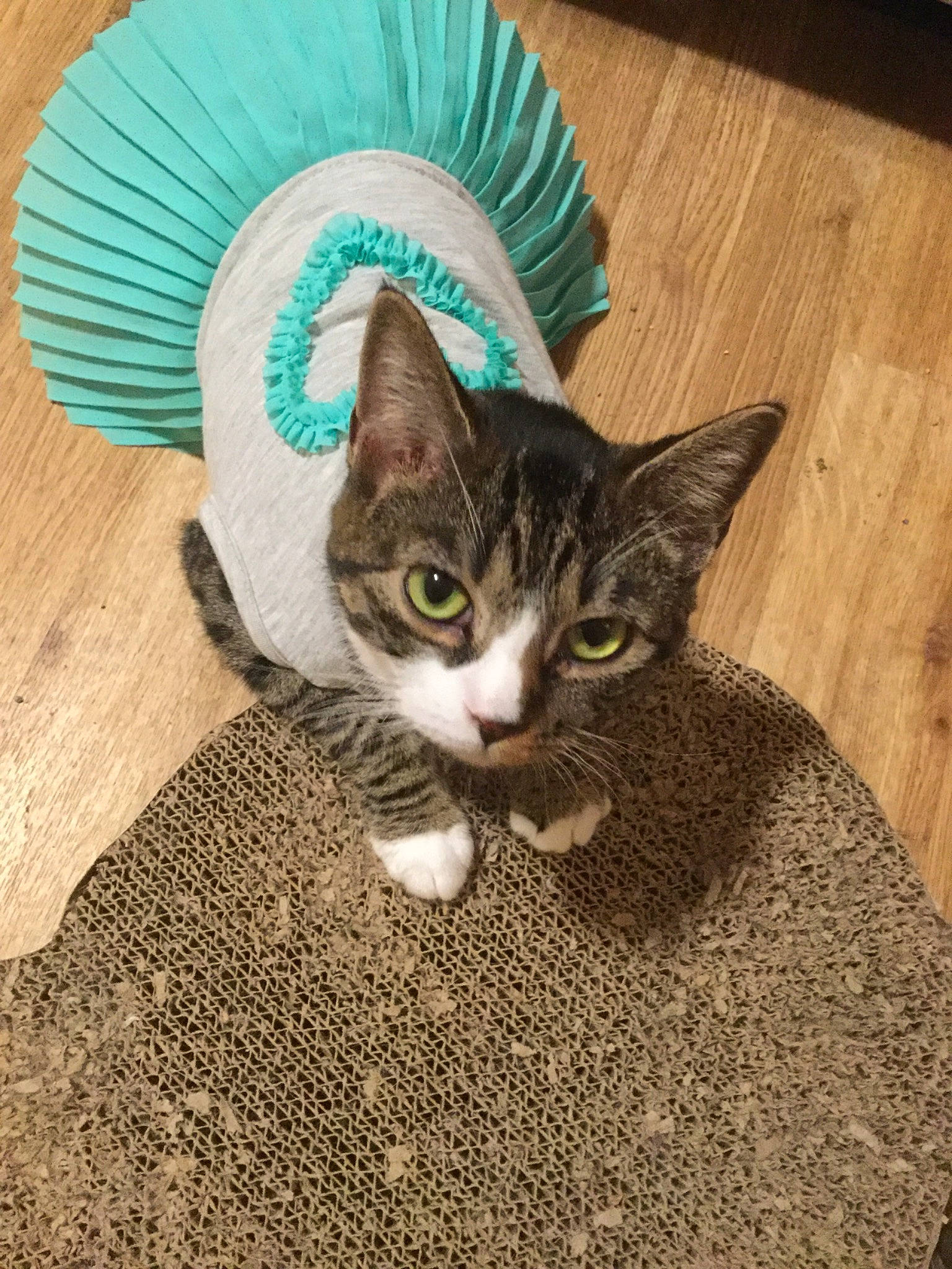 Sweetie joined the competition — help win amazing prizes! aegean_cat, carnivore, cat, domestic_short_haired_cat, european_shorthair, eye, felidae, fur, kitten, sand, small_to_medium_sized_cats, tabby_cat, whiskers
