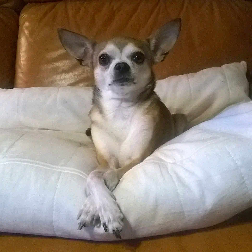 Filou