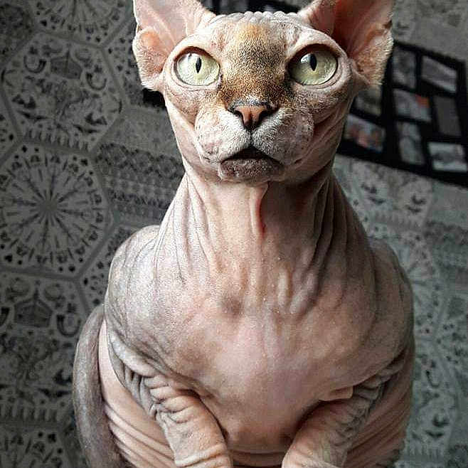 Izaé