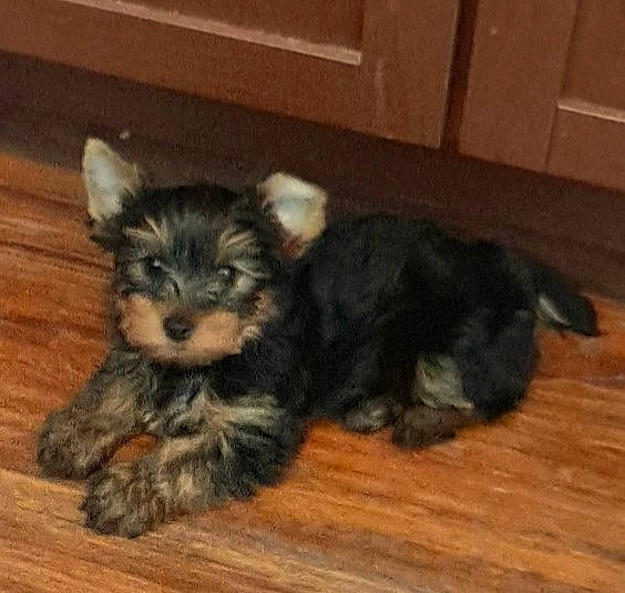 Benson joined the competition — help win amazing prizes! carnivore, companion_dog, dog, dog_breed, dog_supply, ear, fawn, flooring, fur, hardwood, paw, small_terrier, snout, tail, terrier, toy_dog, whiskers, wood, working_animal, yorkipoo