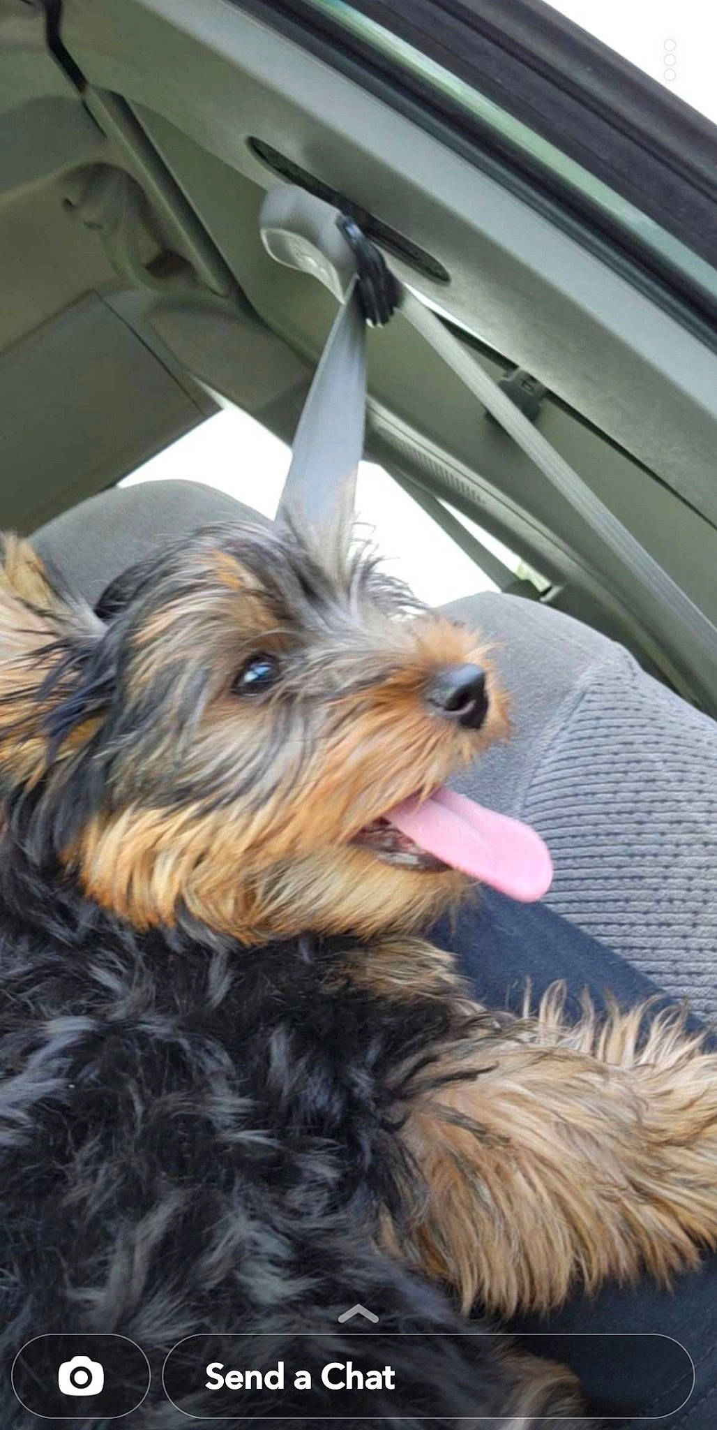 Benson is registered to the contest to win money with this photo: biewer_terrier, canidae, carnivore, collar, companion_dog, dog, dog_breed, dog_supply, fashion_accessory, fur, liver, small_terrier, snout, sporting_group, terrier, toy_dog, water_dog, working_animal, yorkipoo