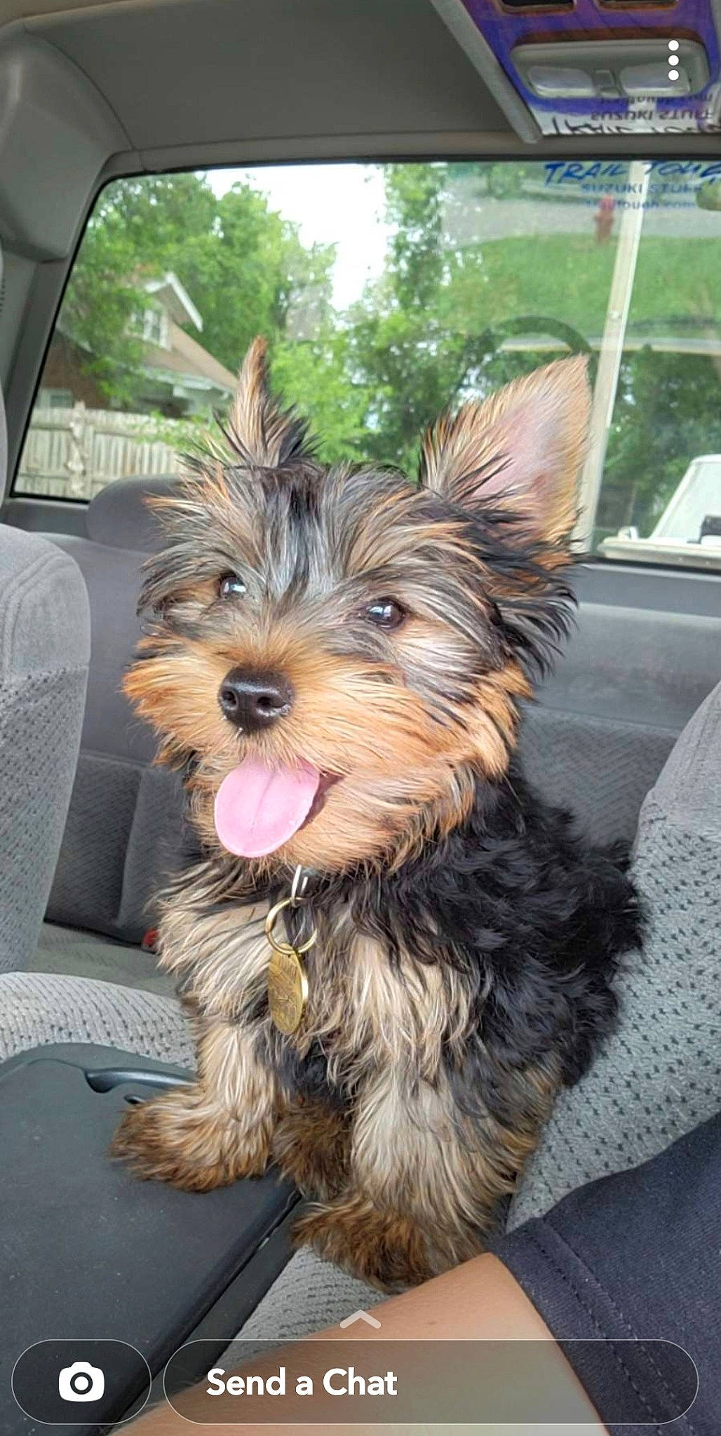 Benson is registered to the contest to win money with this photo: canidae, carnivore, collar, companion_dog, dog, dog_breed, dog_supply, fashion_accessory, fawn, fur, liver, small_terrier, snout, sporting_group, terrier, toy_dog, water_dog, working_animal, yorkipoo, yorkshire_terrier