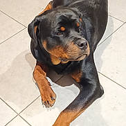 Diesel a rejoint le concours — aidez-le/la à gagner de superbes lots ! accessories, animal, appenzeller, beagle, boxer, bulldog, canine, dog, flagstone, hound, labradorretriever, path, pet, pitbull, pointer, puppy, slate, snout, strap, walkway