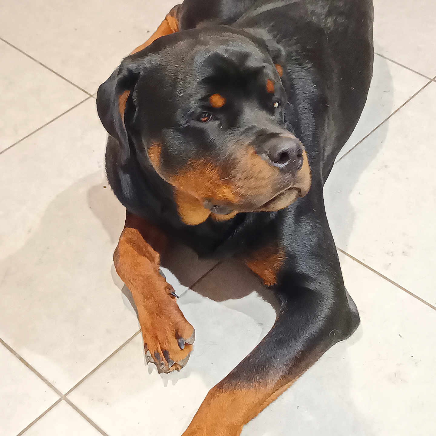 Diesel a rejoint le concours — aidez-le/la à gagner de superbes lots ! accessories, animal, appenzeller, beagle, boxer, bulldog, canine, dog, flagstone, hound, labradorretriever, path, pet, pitbull, pointer, puppy, slate, snout, strap, walkway