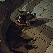 Chanelle participe au concours pour gagner de l'argent avec cette photo : dog, bandana, floor, tile, shadow, indoor, pet, animal, lying_down, brown, white, quiet, resting, canine, domestic, companion, paws, ears, snout, quiet_moment