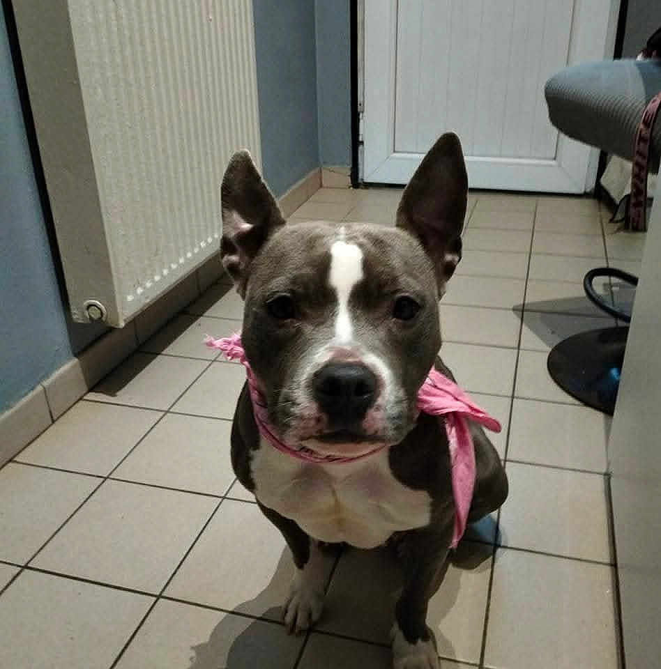 Chanelle participe au concours pour gagner de l'argent avec cette photo : dog, pitbull, bandana, indoor, floor, tile, ears, pet, animal, brown, white, cute, portrait, looking, sitting, house, home, wall, door, radiator