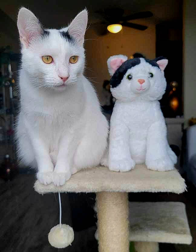 Cowboy Patoot joined the competition — help win amazing prizes! abyssinian, angora, animal, appliance, art, cat, ceilingfan, cushion, device, doctor, electricaldevice, homedecor, kitten, manx, person, pet, plush, teddybear, toy, white