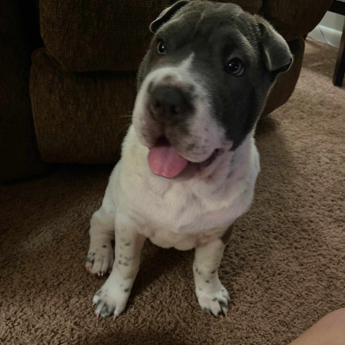 Molly is registered to the contest to win money with this photo: animal, architecture, baby, bodypart, building, bulldog, canine, chair, couch, dog, furniture, hound, indoors, livingroom, mouth, person, pet, pointer, puppy, room