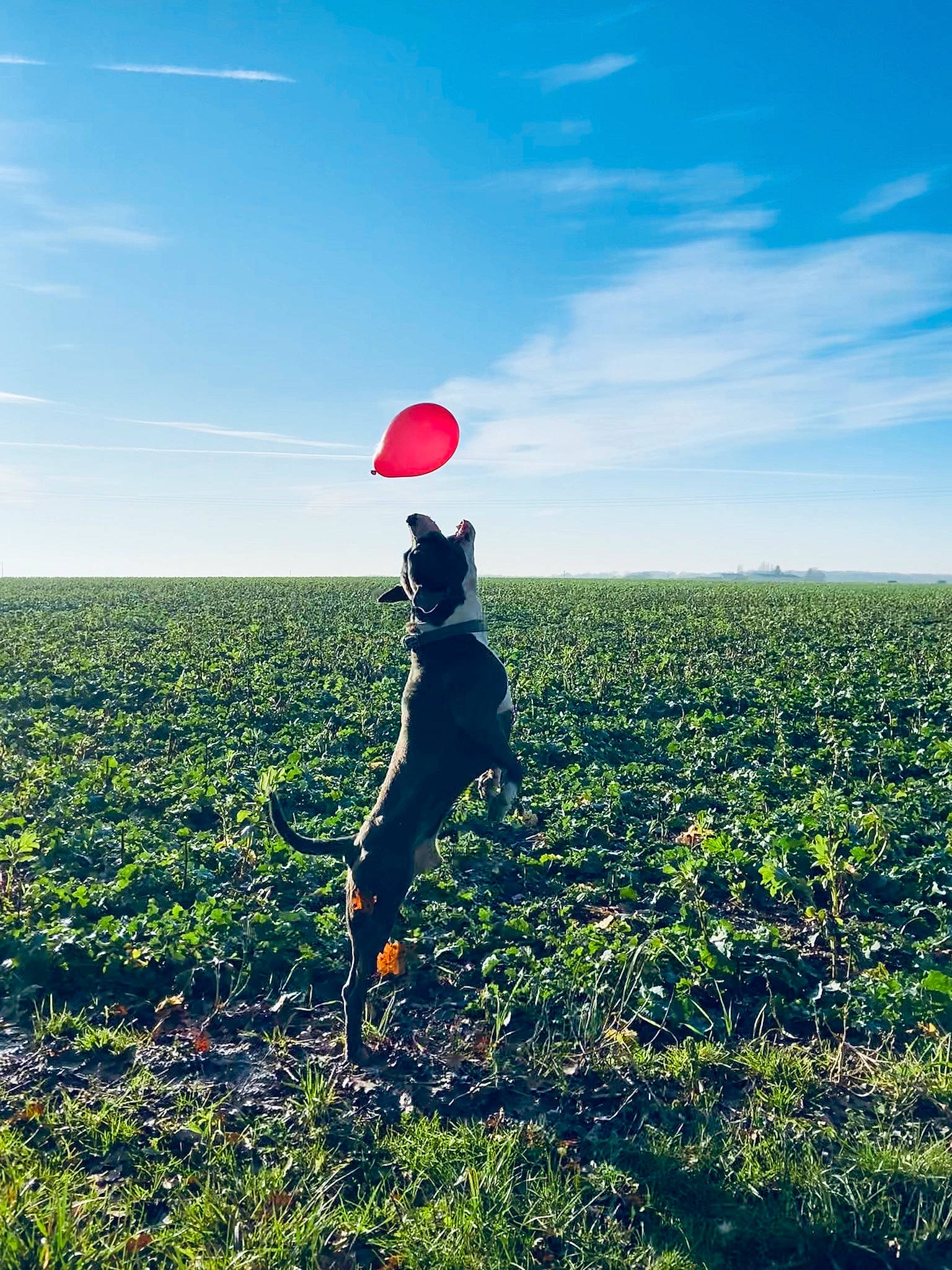 Naïko participe au concours pour gagner de l'argent avec cette photo : balloon, cloud, field, flower, grass, grassland, happy, horizon, meadow, mountain, people_in_nature, photography, plant, sky, soil, sunlight, tree, wildflower