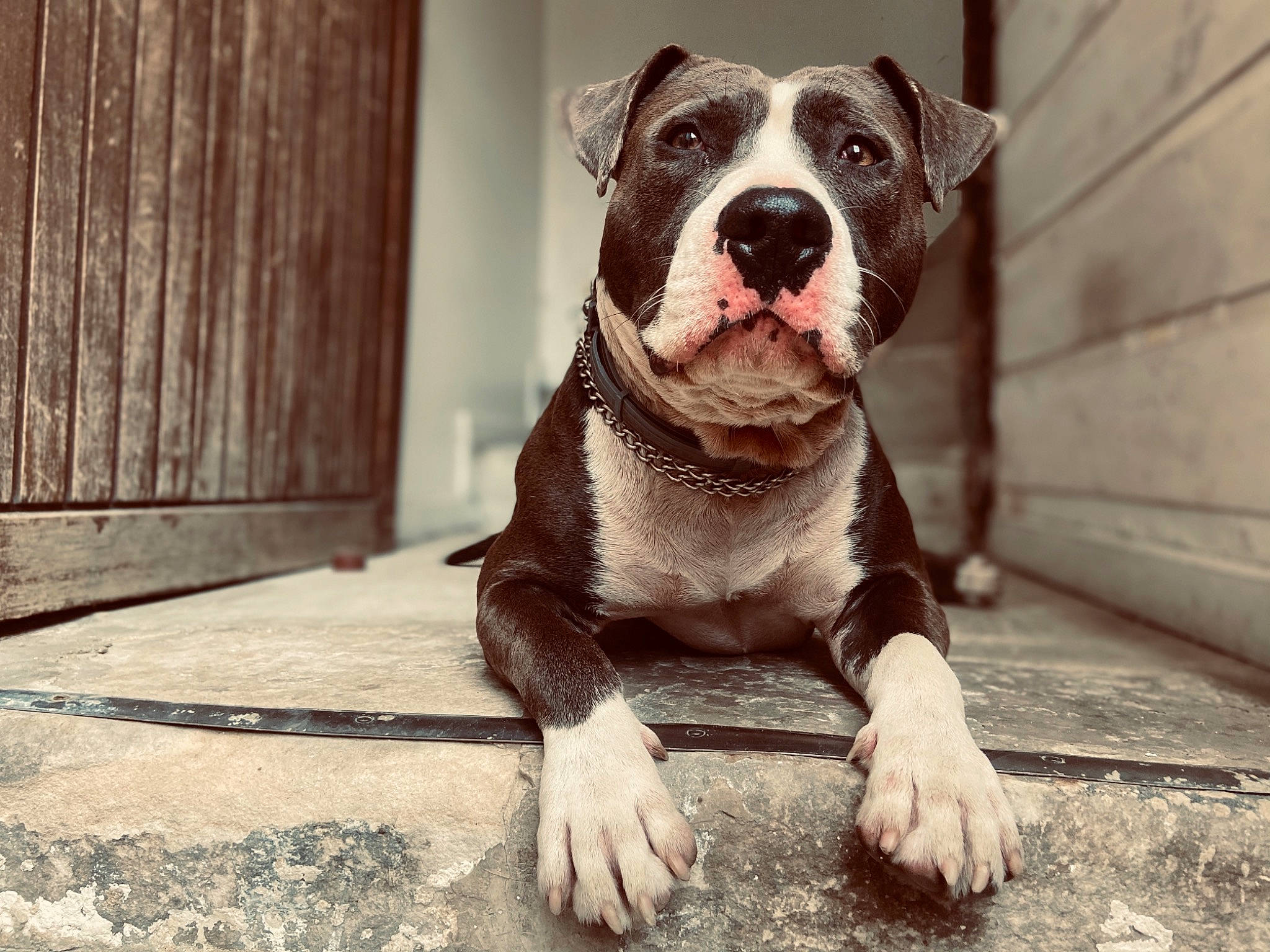 Naïko participe au concours pour gagner de l'argent avec cette photo : american_bulldog, american_pit_bull_terrier, american_staffordshire_terrier, ancient_dog_breeds, bull_and_terrier, bully_kutta, canidae, carnivore, dog, dog_breed, fawn, mammal, molosser, non_sporting_group, nose, pit_bull, rare_breed_dog, snout, sporting_group, vertebrate