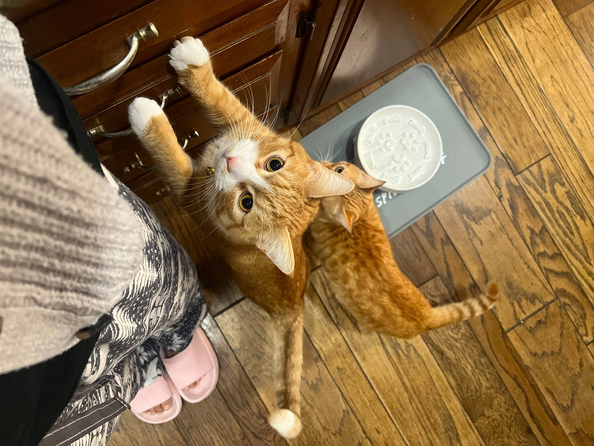 Goku joined the competition — help win amazing prizes! carnivore, cat, claw, domestic_short_haired_cat, fashion_accessory, fawn, felidae, flooring, fur, hardwood, paw, small_to_medium_sized_cats, tail, varnish, whiskers, wood, wood_flooring, wood_stain