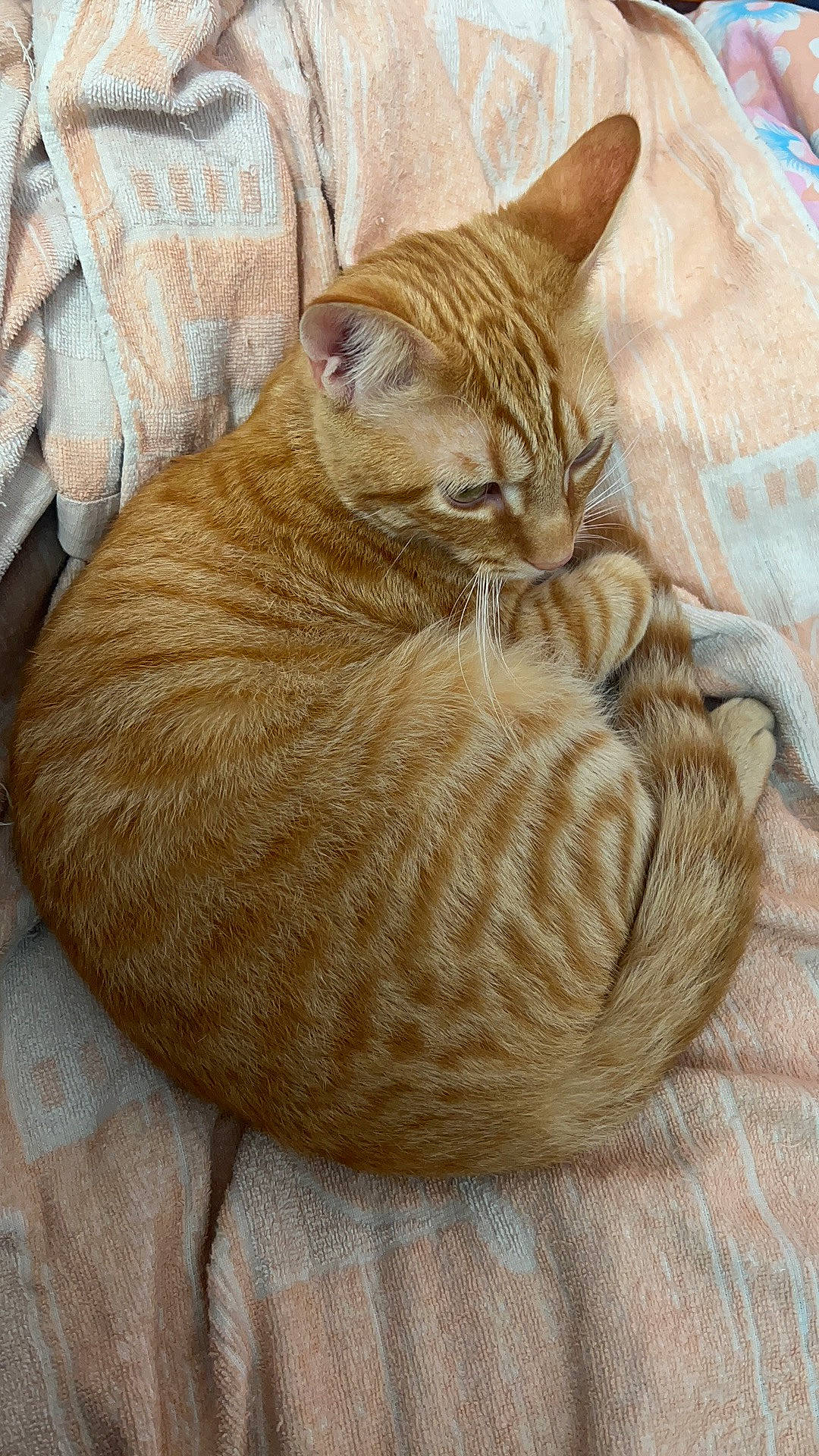 Goffy is registered to the contest to win money with this photo: carnivore, cat, cat_bed, cat_supply, claw, comfort, domestic_short_haired_cat, fawn, felidae, foot, fur, paw, sitting, small_to_medium_sized_cats, snout, tail, terrestrial_animal, whiskers, wood